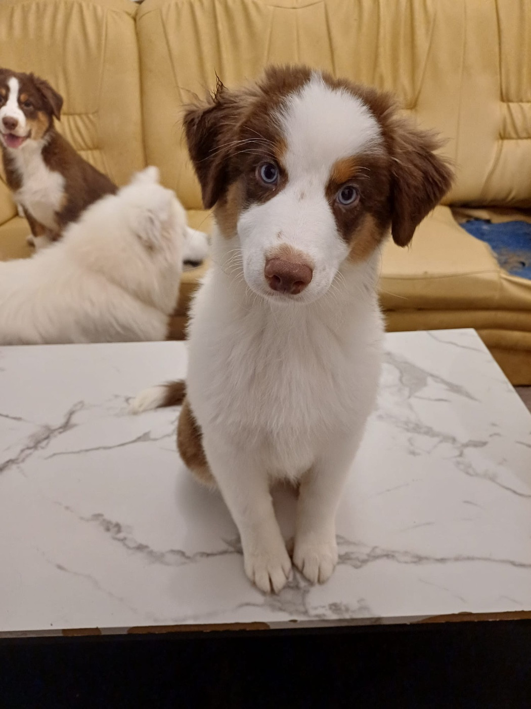 Aglaé of trinity Du Domaine De L’Olympe