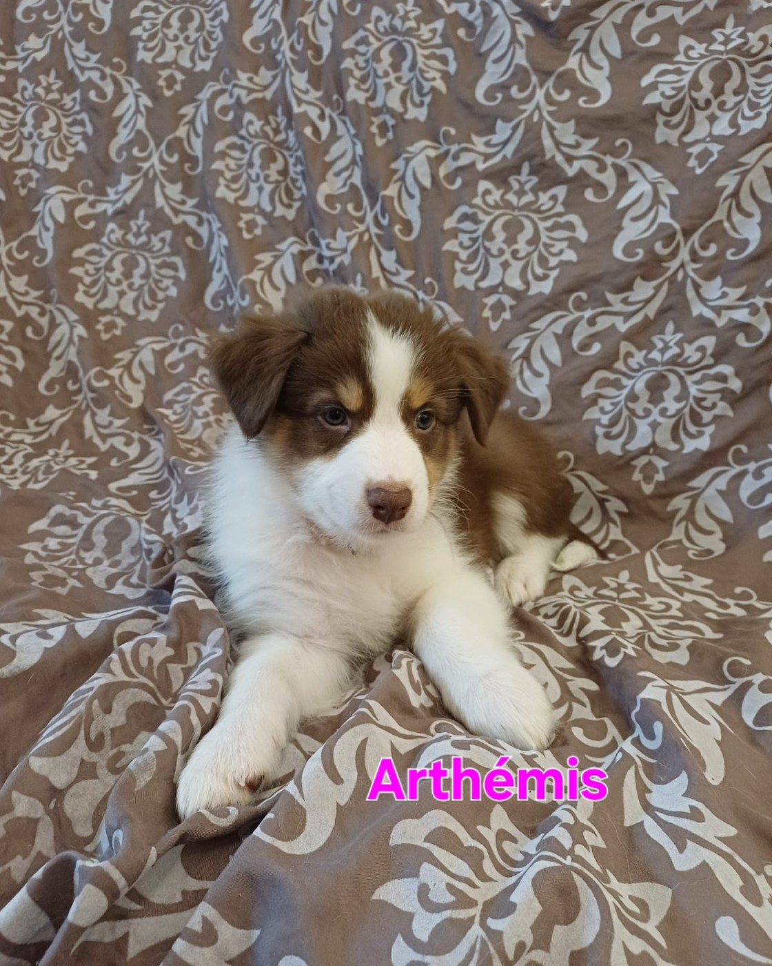 Du Domaine De L’Olympe - Chiots disponibles - Berger Australien