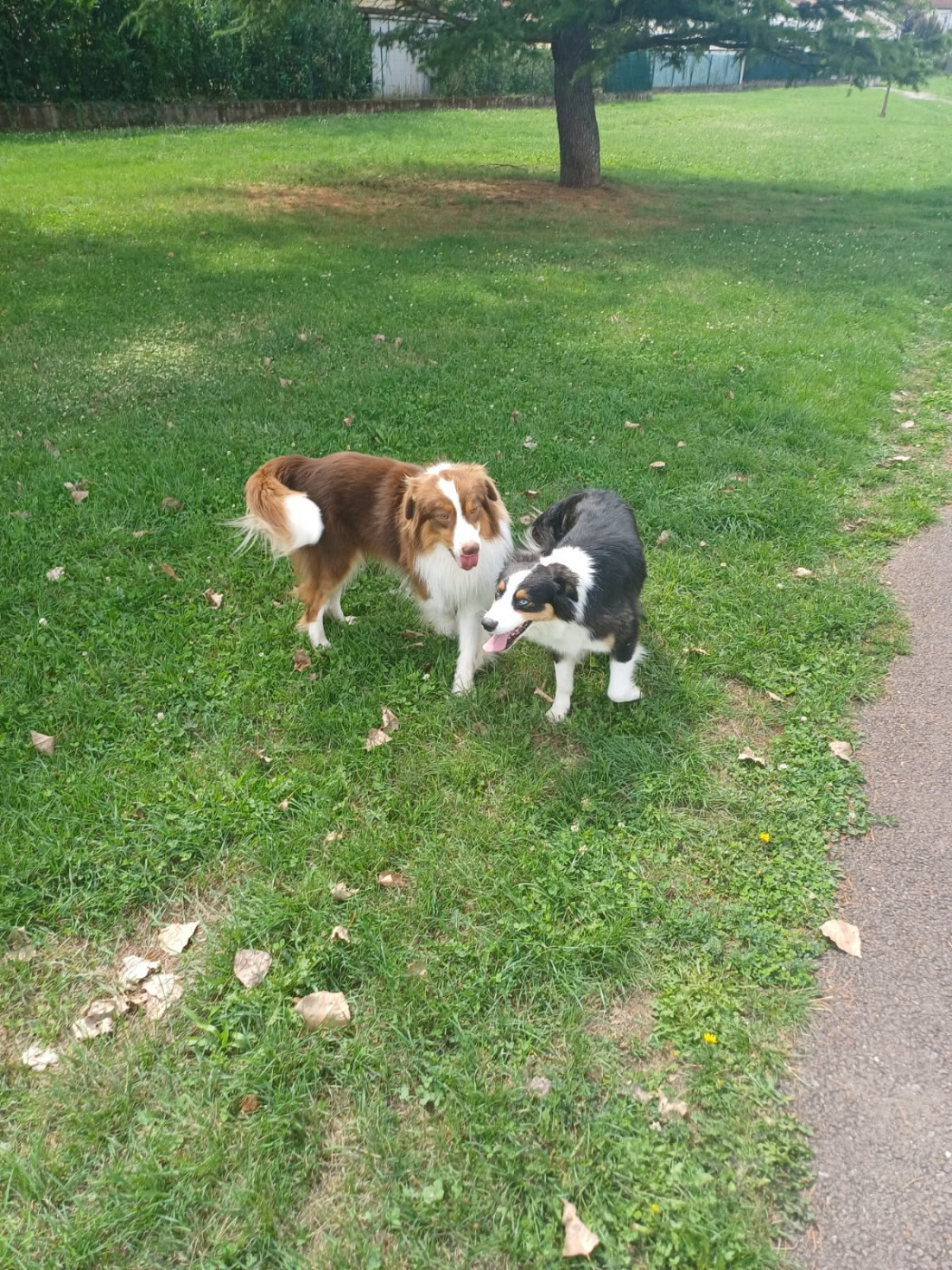 Du Domaine De L’Olympe - Berger Australien - Portée née le 30/09/2025