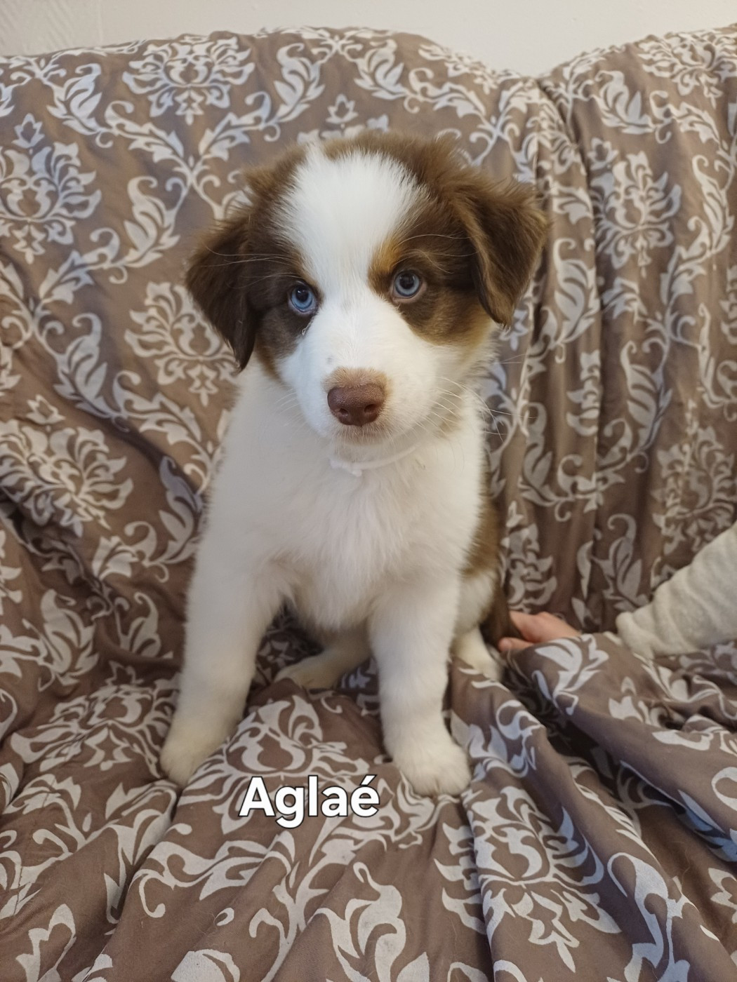 Du Domaine De L’Olympe - Chiots disponibles - Berger Australien