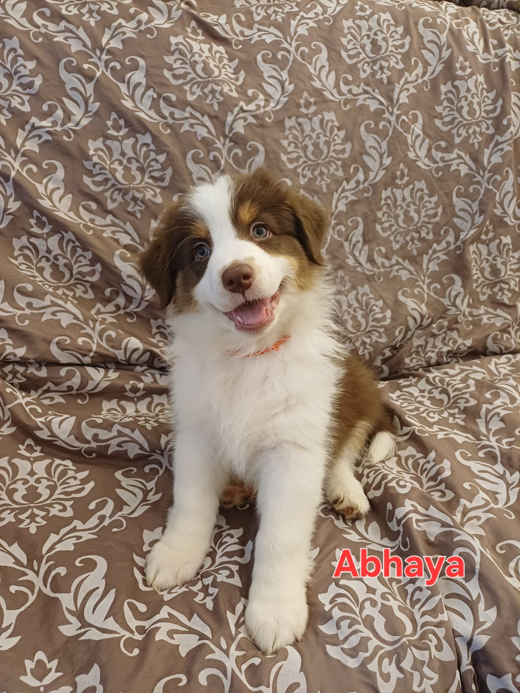 Du Domaine De L’Olympe - Chiots disponibles - Berger Australien