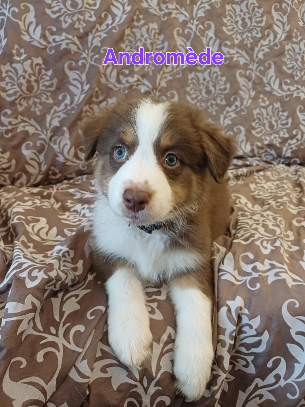 Du Domaine De L’Olympe - Chiots disponibles - Berger Australien