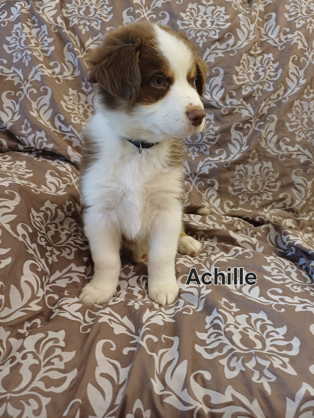 Du Domaine De L’Olympe - Chiots disponibles - Berger Australien