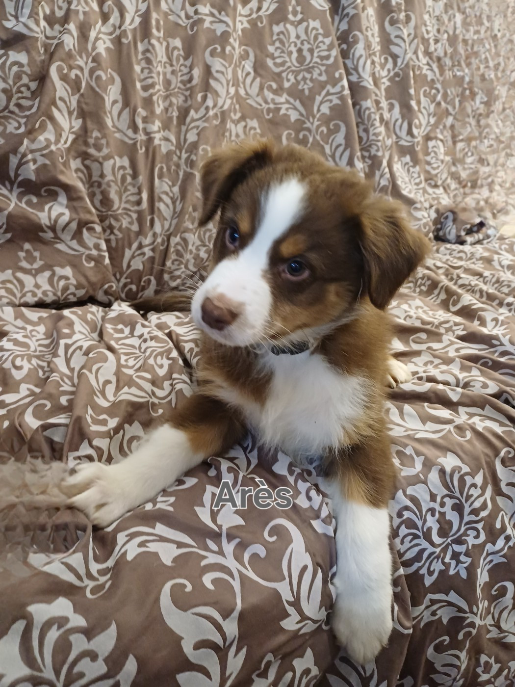 Du Domaine De L’Olympe - Chiots disponibles - Berger Australien