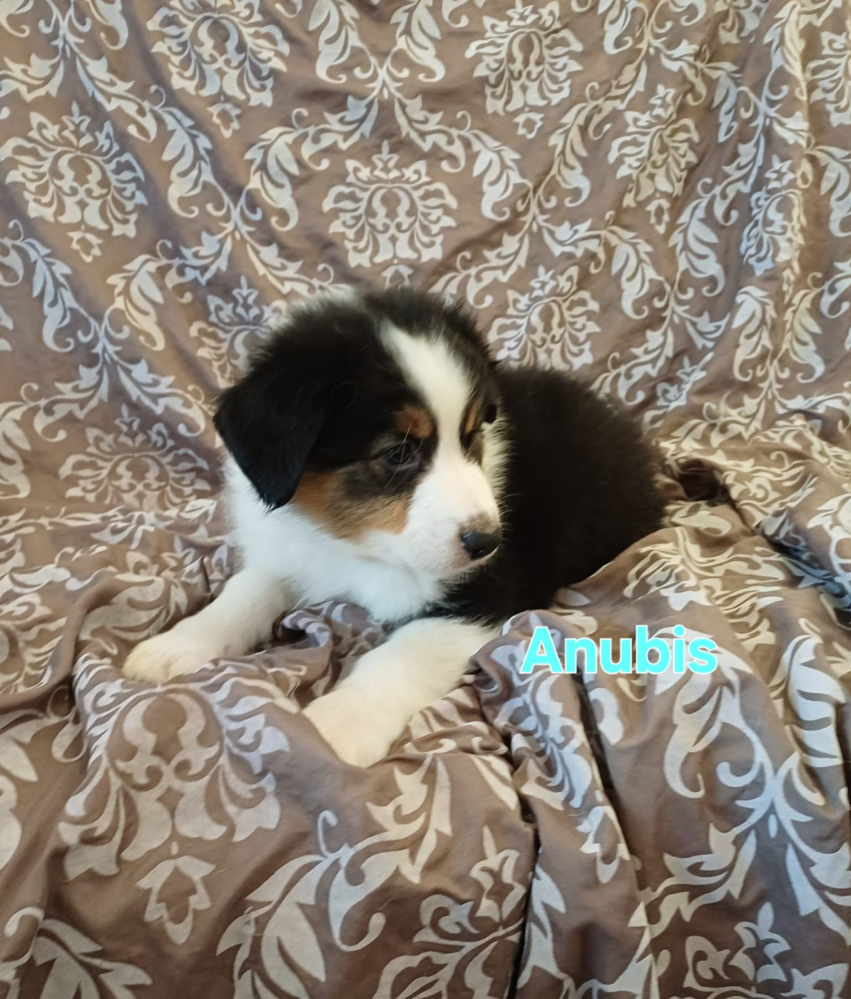 Du Domaine De L’Olympe - Chiots disponibles - Berger Australien