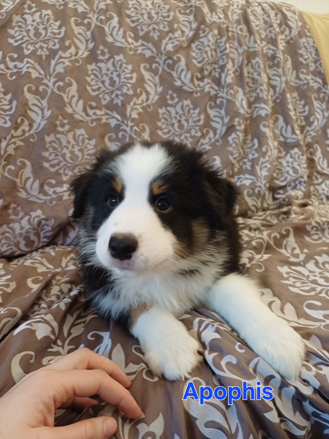 Du Domaine De L’Olympe - Chiots disponibles - Berger Australien