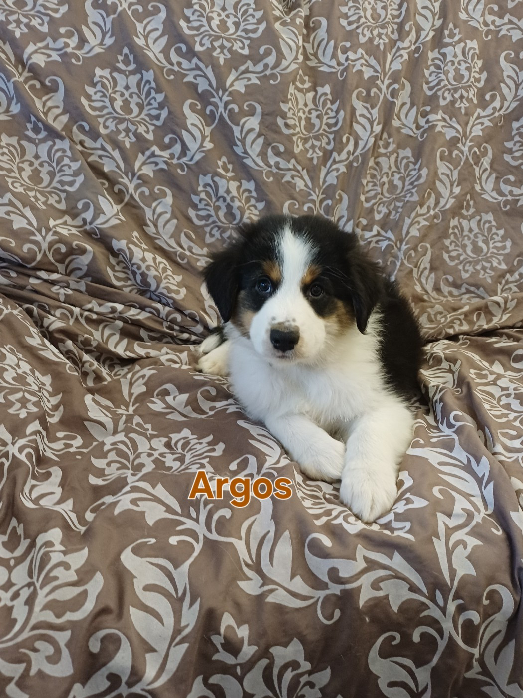 Du Domaine De L’Olympe - Chiots disponibles - Berger Australien